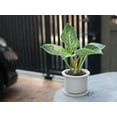 thumbnail image 2 of Gardenera Labs Philodendron Soil - Ideal Formula for Healthy and Lush Philodendron Growth - 3 QUARTS, 2 of 3