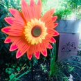 thumbnail image 3 of Viento Para Césped De Girasol, Molinos De Viento Para Fiesta De Jardín, Molinos De Viento Para Patio Al Aire Libre, Césped Y Jardín Eigraketly HA043468-01, 3 of 6