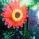 thumbnail image 3 of Viento Para Césped De Girasol, Molinos De Viento Para Fiesta De Jardín, Molinos De Viento Para Patio Al Aire Libre, Césped Y Jardín Cateissary HA043468-01, 3 of 6