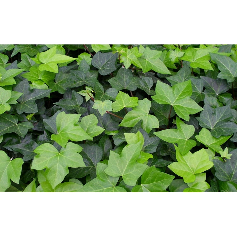 14+ Hanging Ivy Plants