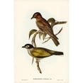thumbnail image 2 of Gould, John 17x24 Black Modern Framed Museum Art Print Titled - Australian Sphecotheres-Sphecotheres Australis, 2 of 4