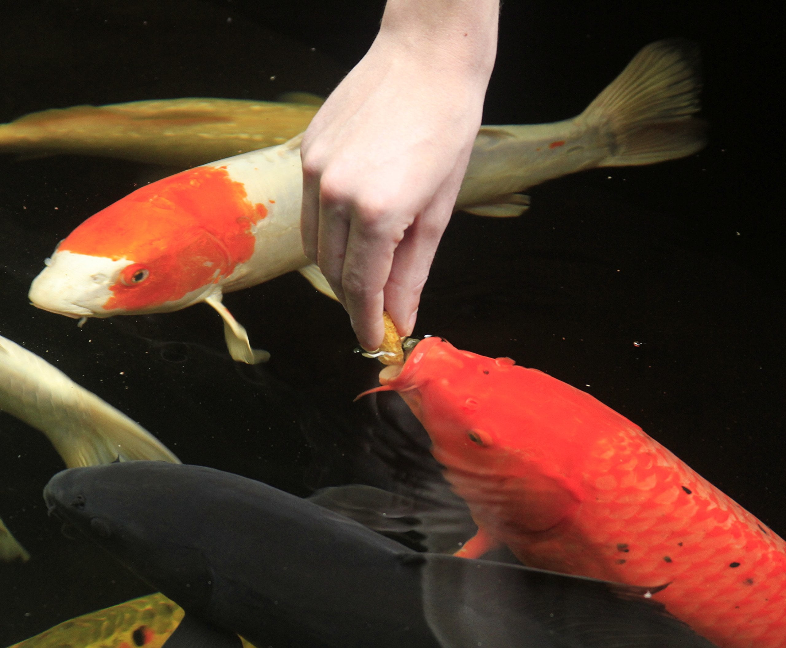 Aquascape Koi Krunchies Fish Food, Hand Feeding Treats, 14 oz