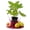 1 Plant, variant on Kadota Fig Tree - 1 Live Plant in a 3 Inch Growers Pot - Ficus Carica - Edible Fruit Tree for The Patio and Garden