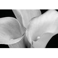 thumbnail image 2 of Wild, Jamie and Judy 24x17 White Modern Wood Framed Museum Art Print Titled - WA-Redmond-Calla Lilies, 2 of 4