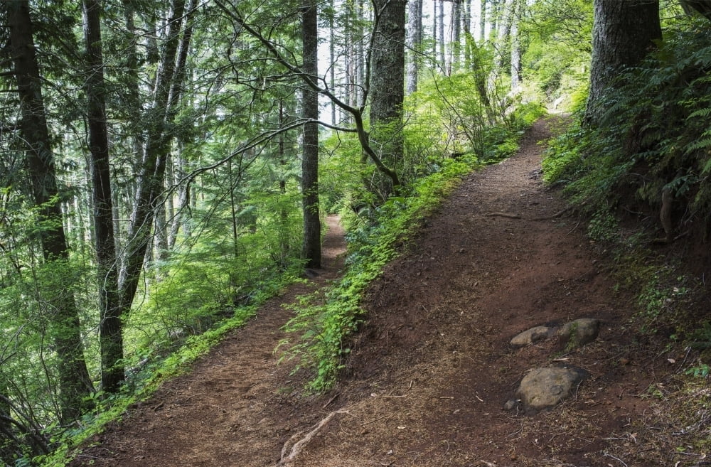 A hiking trail goes up Saddle Mountain; Hamlet, Oregon, United States of America Poster Print by