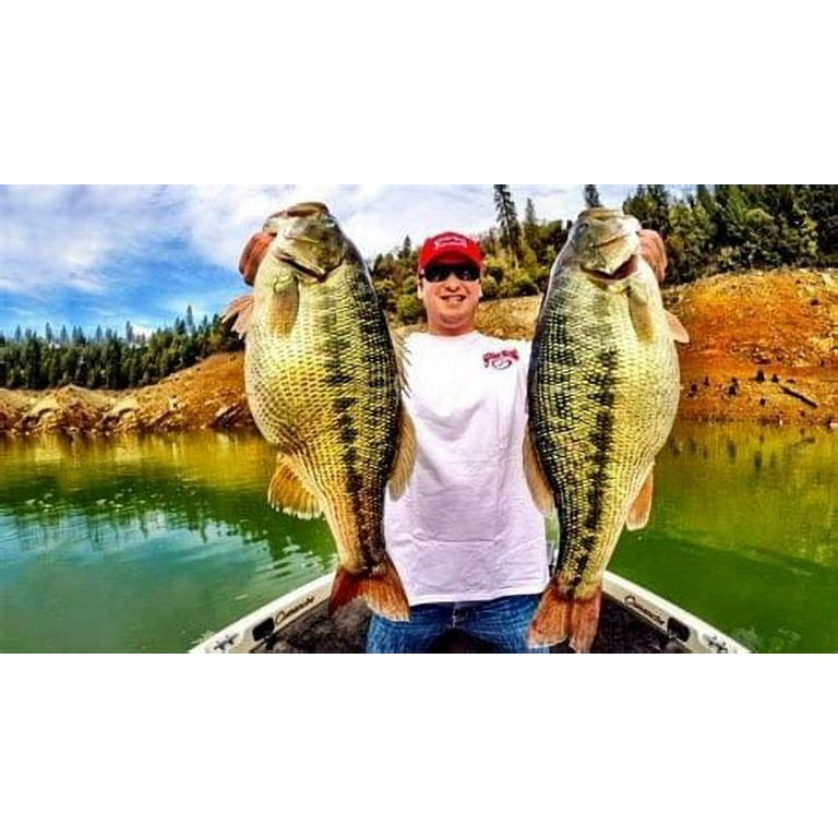 トップス BAIT WITCH KING SSTEE Strike King KVD Squarebill 1.5 Crankbait in Chartreuse Sexy Shad