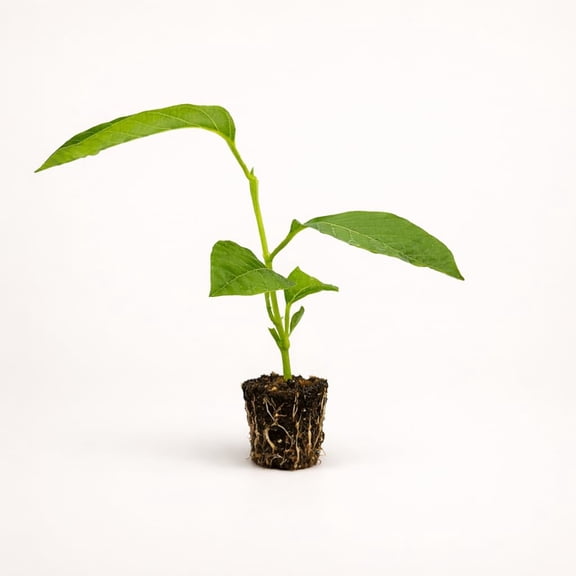 PLANT NOOK Giant Granadilla Vine (Passiflora quadrangularis) Live Plant Starter | Tropical Passionflower with Huge Edible Fruit | Fast Climbing Vine for Trellis | Full Sun, Warm Climate Plant