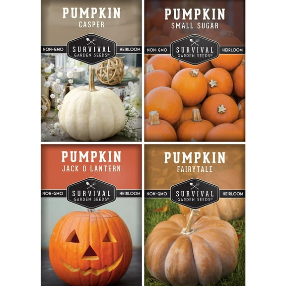 4 packs Pumpkin Seed Collection - Fairy Tale, Jack O Lantern, Small Sugar, Casper - Full Sun Annual Vegetable