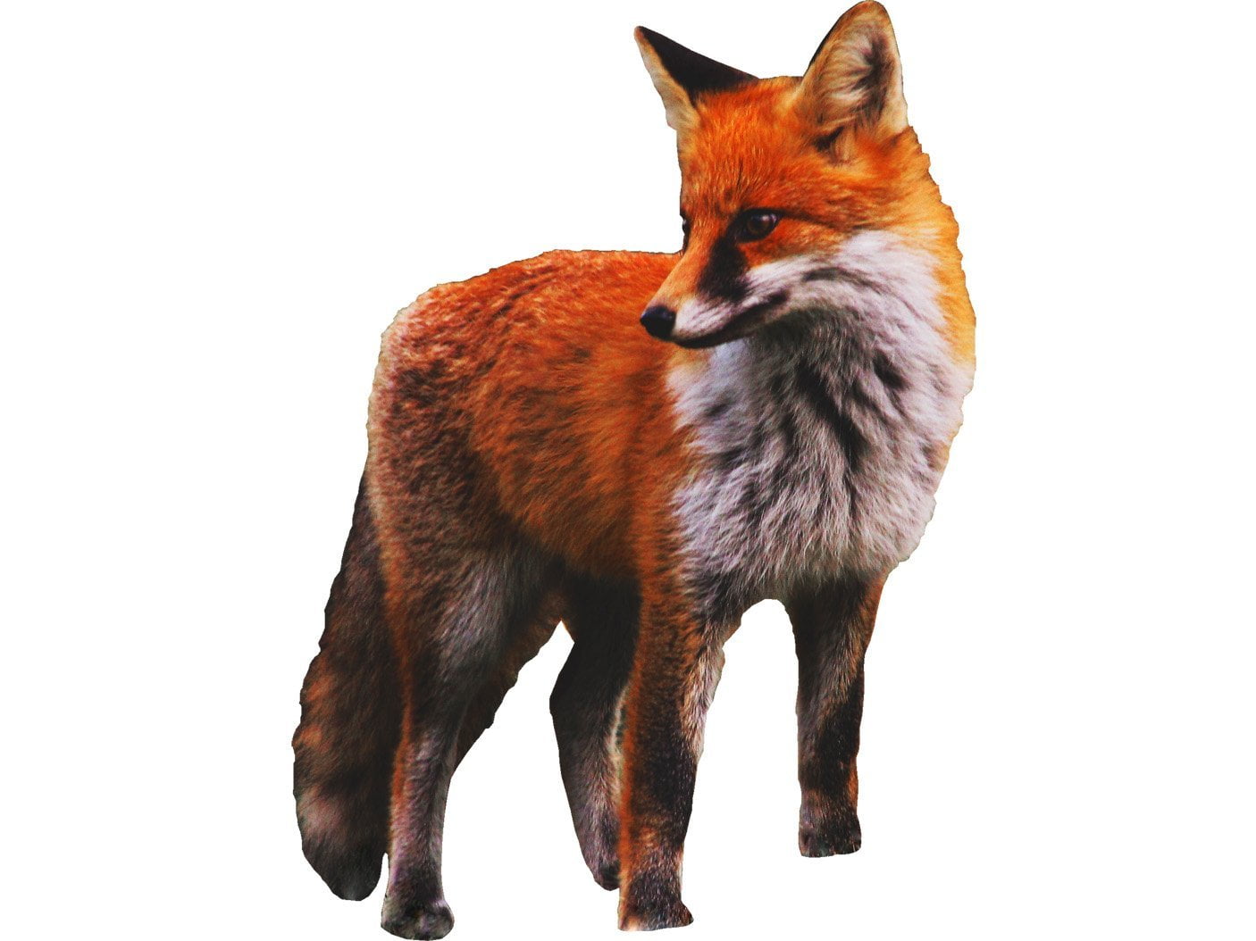 VWAQ Fox Wall Decal Sticker Red Fox Wall Art Decor Wild Animal Clings