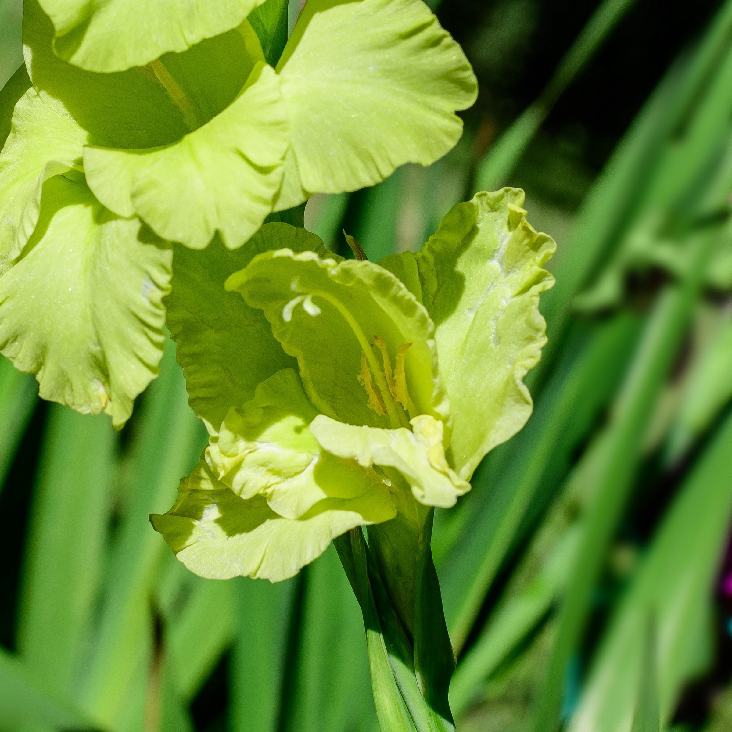National Plant Network Gladioli Bowie Bulbs (10-Pack)