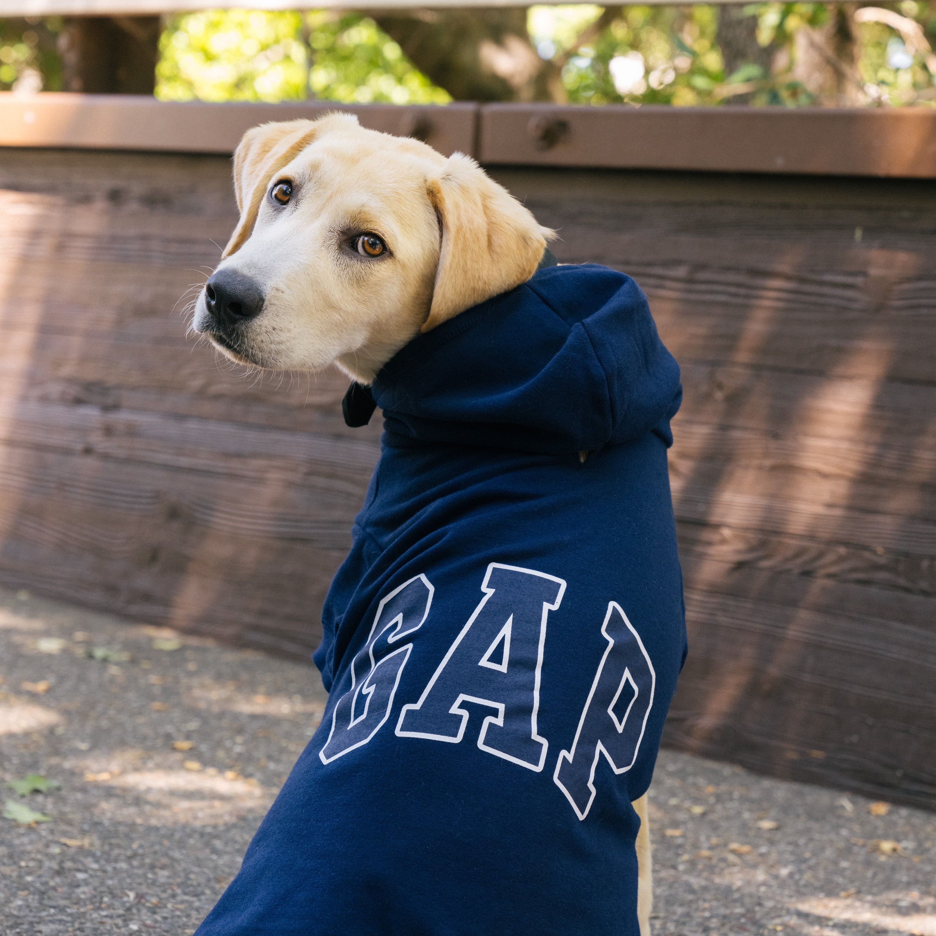 Dog gap logo hoodie sales
