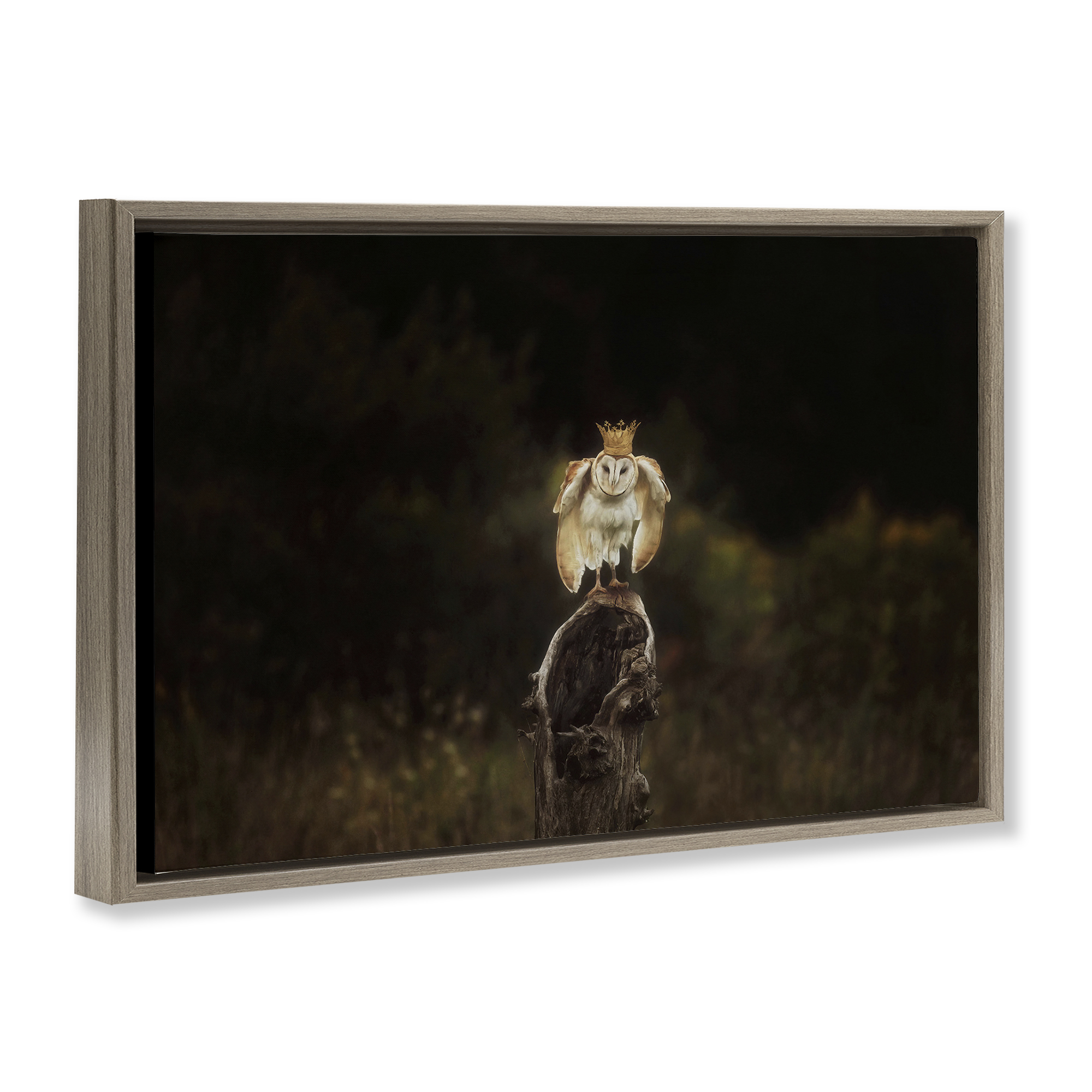 Stupell Industries Crowned Owl Perched Animals & Insects Photography Brown Floater Framed Canvas Art Print Wall Art, 31 x 21