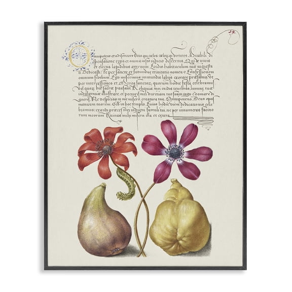 Stupell Industries Transitional Vintage Nature Page Black Framed Giclee Art, 11 x 14, by Grace Popp