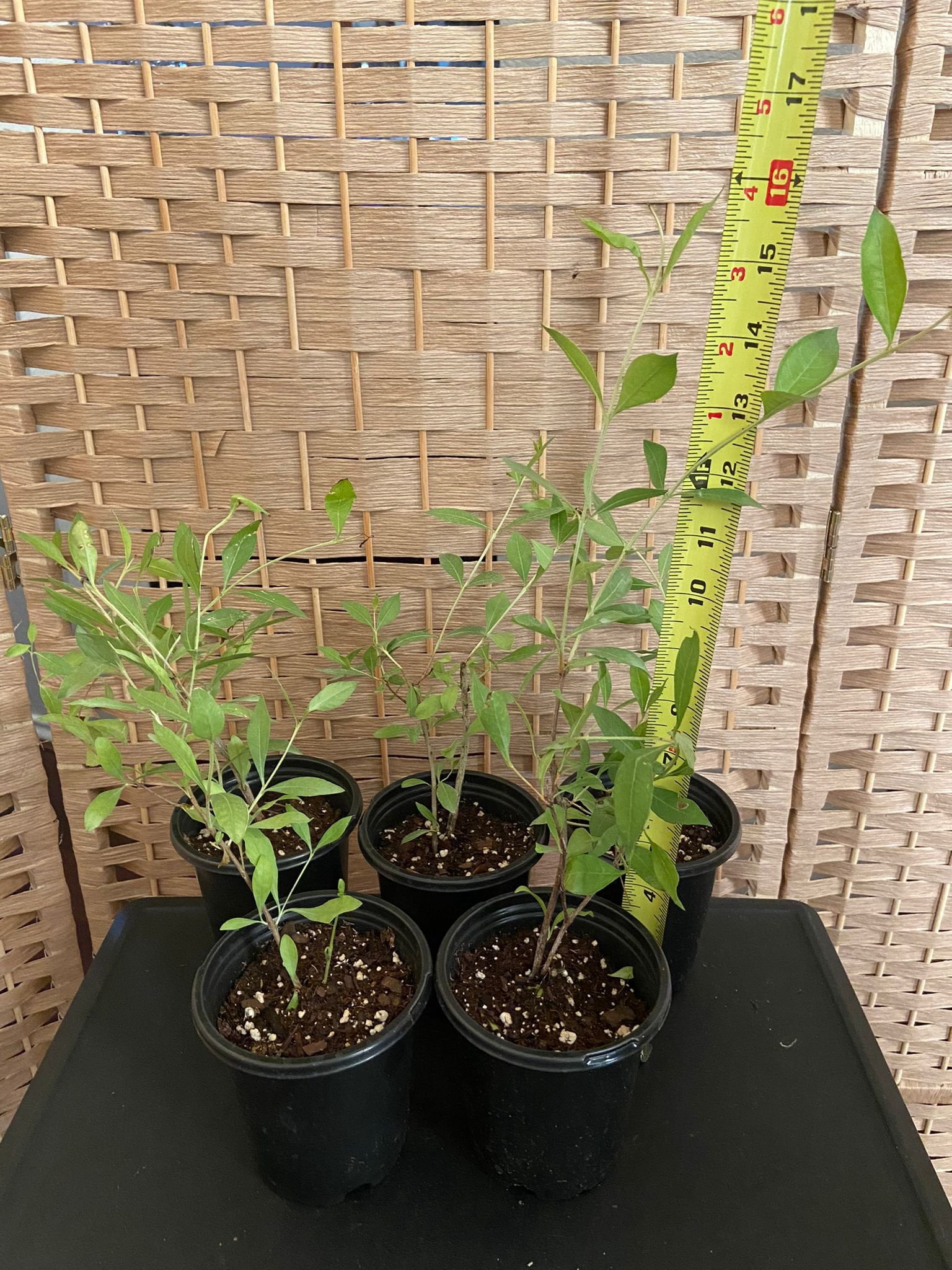 Henna / Marudhani / Mehendi Plant