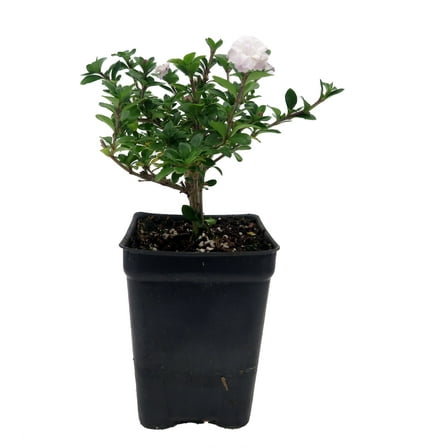 Double White Serissa Tree - 2.5" Pot - House Plant/ Fairy Garden Plant/ Bonsai
