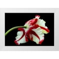 thumbnail image 1 of Gronkjar, Lotte 18x13 White Modern Wood Framed Museum Art Print Titled - Tulipa flaming parrot, 1 of 4