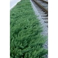 thumbnail image 6 of Juniper Parsoni - 20 Live Plants - Juniperus Squamata Expansa Parsons - Drought Tolerant Cold Hardy Evergreen Ground Cover, 6 of 9