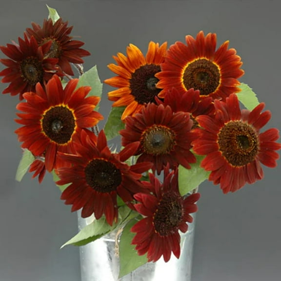 Sunflower Infrared Mix F1 Seed