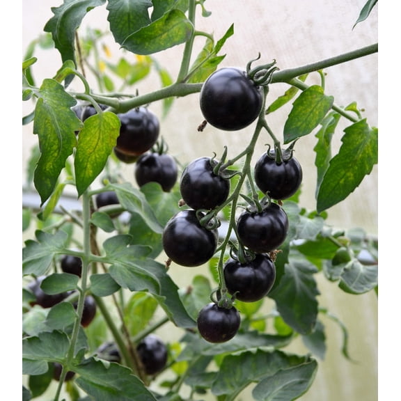 50 Seeds BLACK CHERRY TOMATO Black Skin Sweet Round Lycopersicon Fruit Vegetable Seeds
