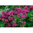 thumbnail image 2 of 1 Gallon Fall Garden Shrub 6 Pack, 2 of 11
