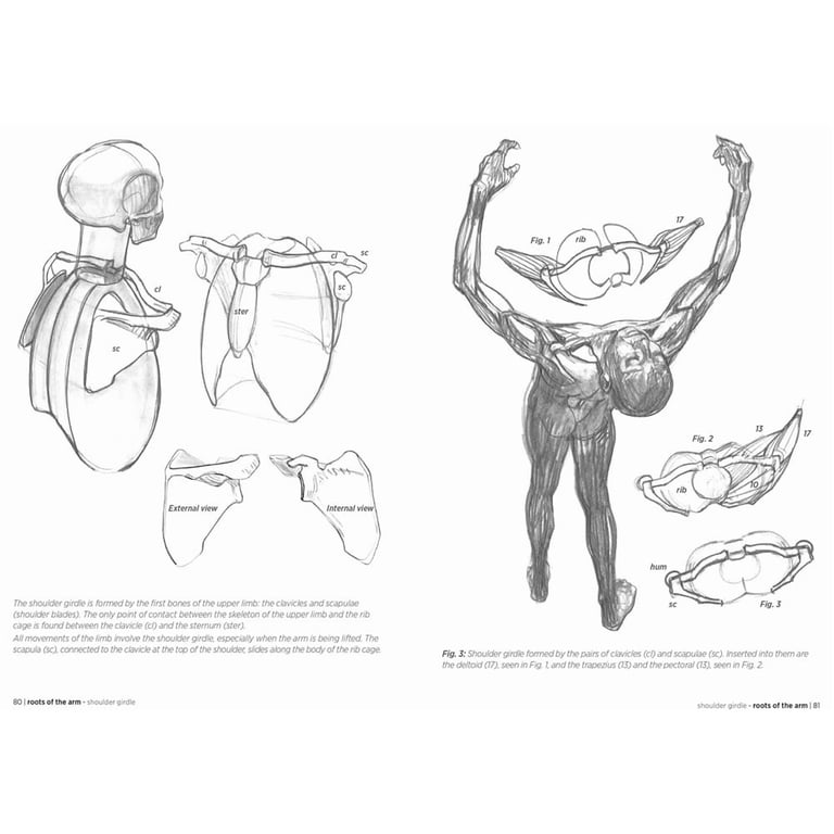 Morpho: Anatomy for Artists Morpho: Anatomy for Artists, Book 1