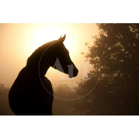 Arabian Horse Paintings - Silhouette Of A Beautiful Arabian Horse Against Sun Shining Through Heavy Fog, In Sepia Tone Print Wall Art By Sari ONeal