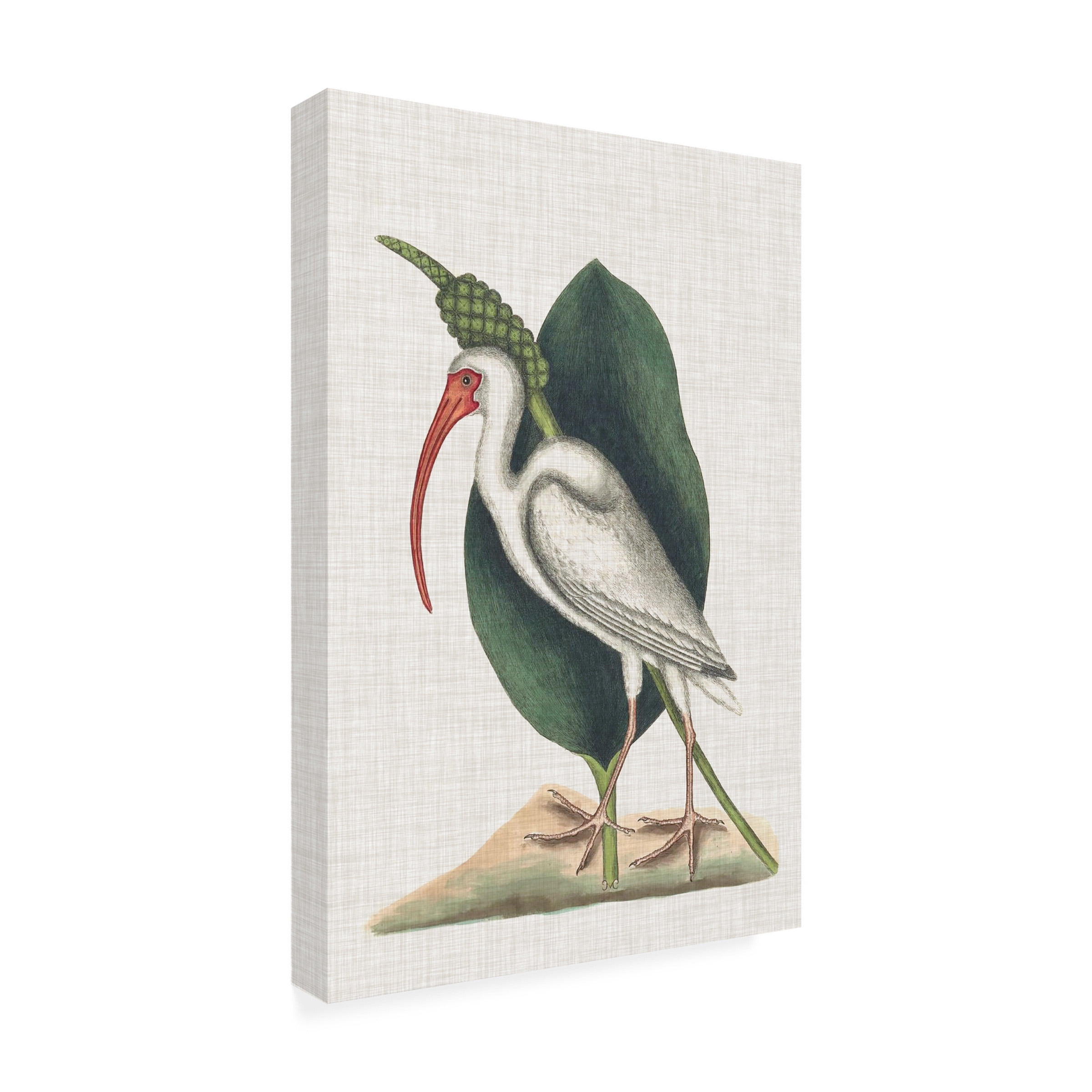 Mark Catesby 'Catesby Heron VI' Outdoor Canvas