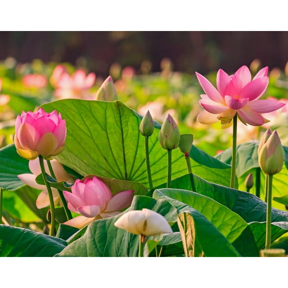 50 Sacred Lotus Flower Seeds for Planting (50 Seeds) - Popular Aquatic Plant