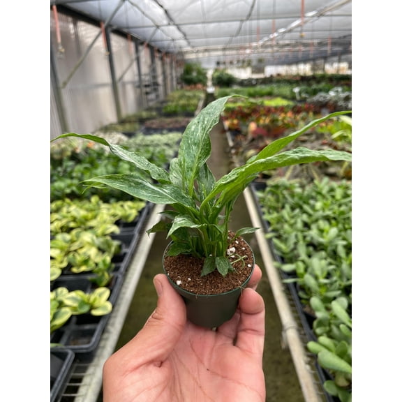 Variegated Spathiphyllum 'Domino' - Live Air-Purifying Indoor Plant in Nursery Pot – Easy Care, Low Maintenance Houseplant for Home & Office Decor, Natural Air Cleaner, Best for Beginners (2"Pot