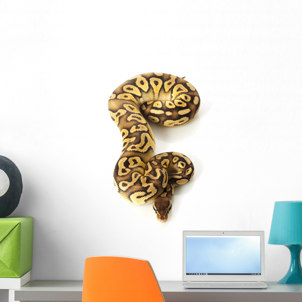 Pastave Ball Python Wall Decal by Wallmonkeys Peel and Stick Graphic ...
