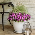 thumbnail image 5 of Proven Winners 4" White Diamond Snow Euphorbia Live Plant in 4.25" Pot (4 Count), 5 of 9