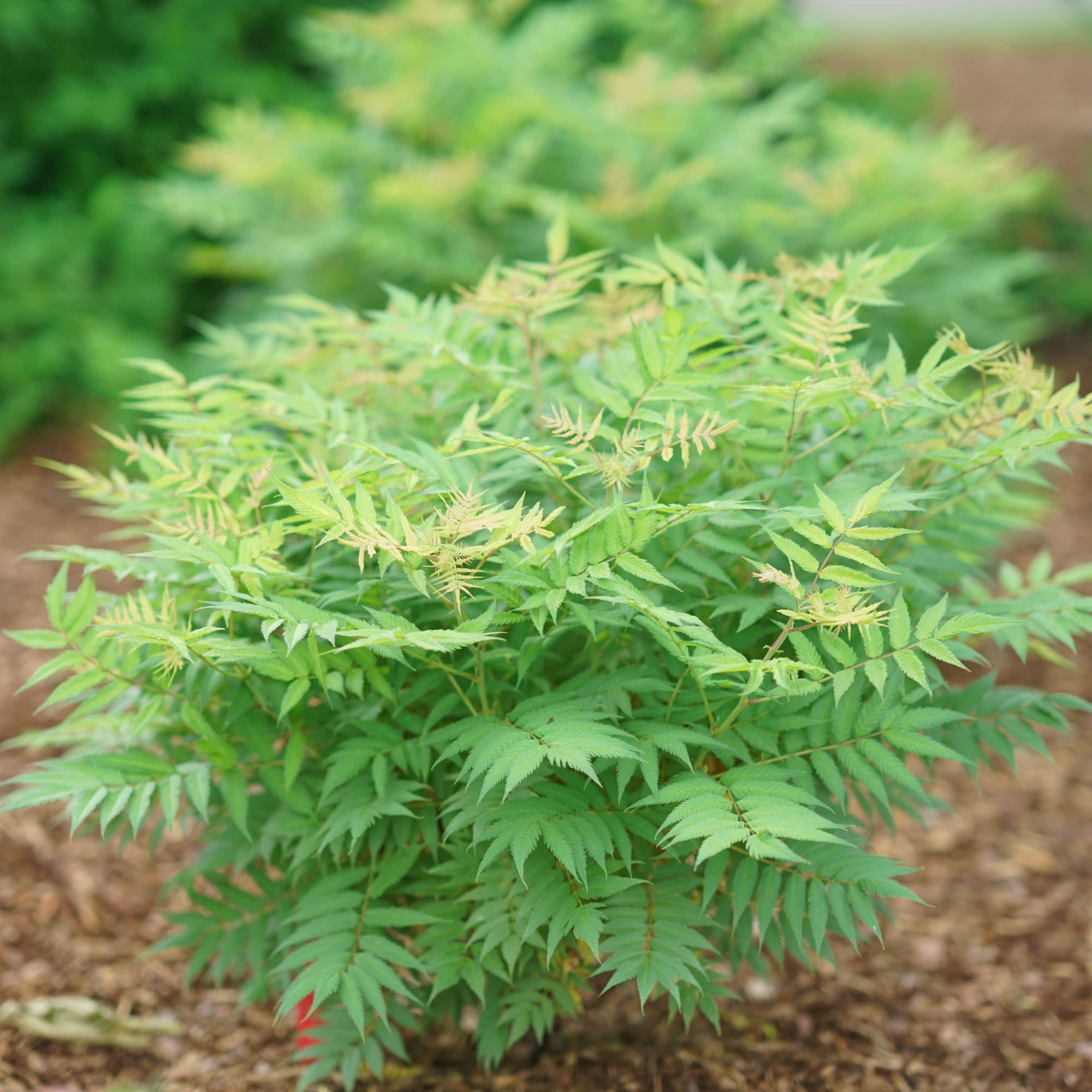 Proven Winners ColorChoice 5" White Mr. Mustard False Spiraea Live Plant in 4.5" Pot (4 Count)