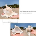 thumbnail image 2 of SINKOO 2PCS Conch Shell Large Natural Seashells 4-5.3 Inch Perfect for Fish Tank Wedding Decor Beach Theme Party, Home Decorations,DIY Crafts, 2 of 5