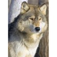thumbnail image 1 of Posterazzi DPI1785290 Timber Wolf Poster Print by John Pitcher, 12 x 16, 1 of 1