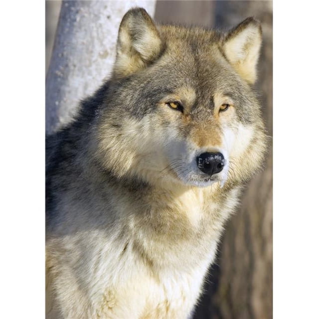 Posterazzi DPI1785290 Timber Wolf Poster Print by John Pitcher, 12 x 16