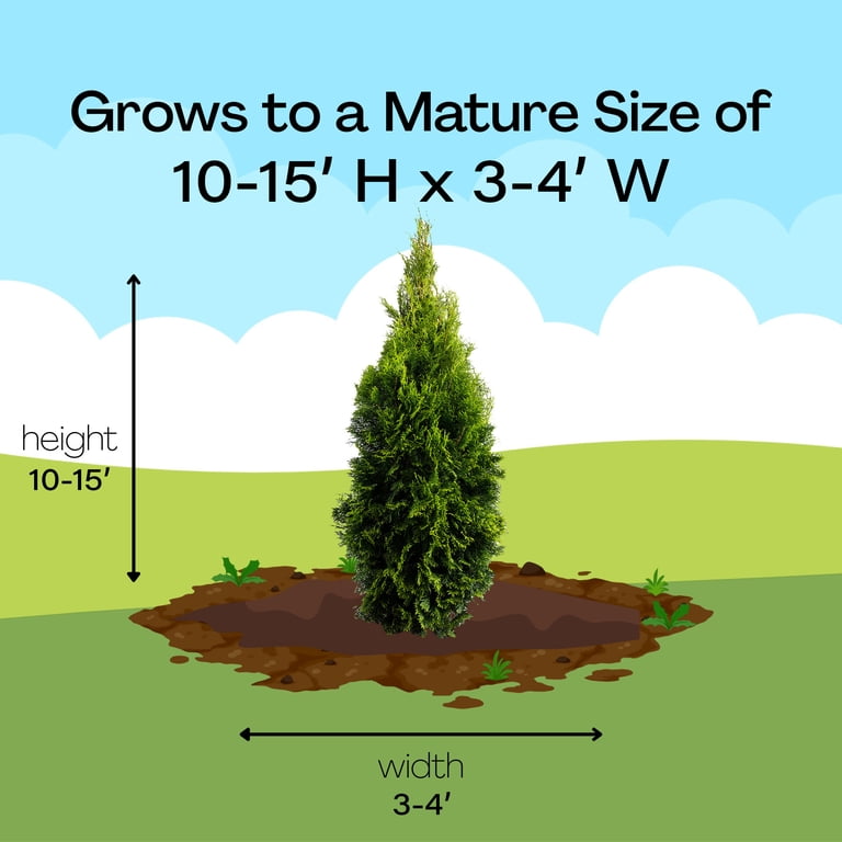 Expert Gardener 2.5 Quart Emerald Green Arborvitae Live Shrub