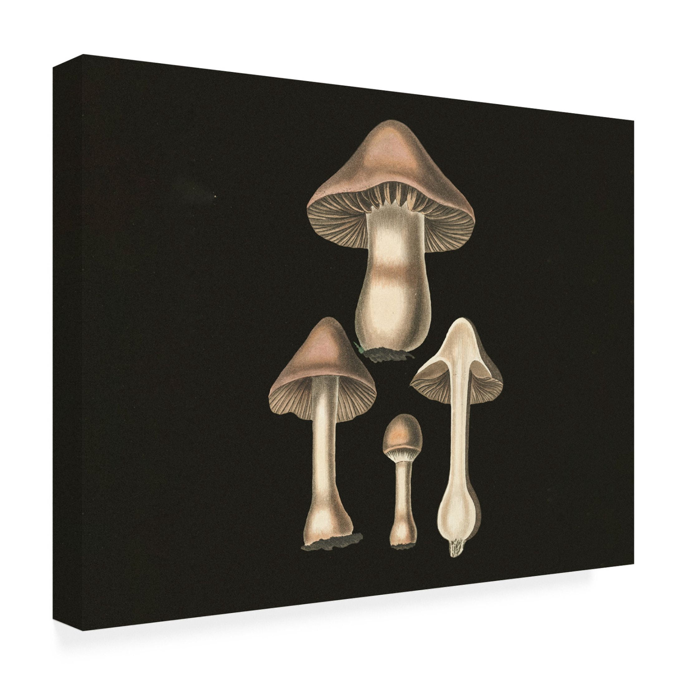 Trademark Fine Art Pictufy   Agaricus Bulbosus  Dark Background Canvas Wall Art