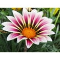 thumbnail image 4 of GSDWIUEW Treasure Flower Mix Seeds African Daisy Gazania Perennial Flowers for Planting 30 Seeds, 4 of 8