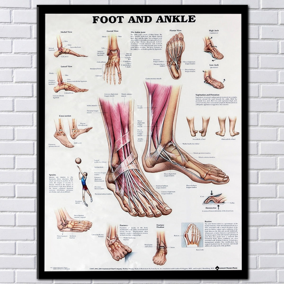 ANATOMY OF FOOT AND ANKLE Poster Anatomical Chart Human Body