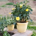 thumbnail image 2 of Bloem Ariana 12" Self-Watering Plastic Planter - Rolled Rim Indoor/Outdoor Garden Pot, Daffodil, 2 of 7
