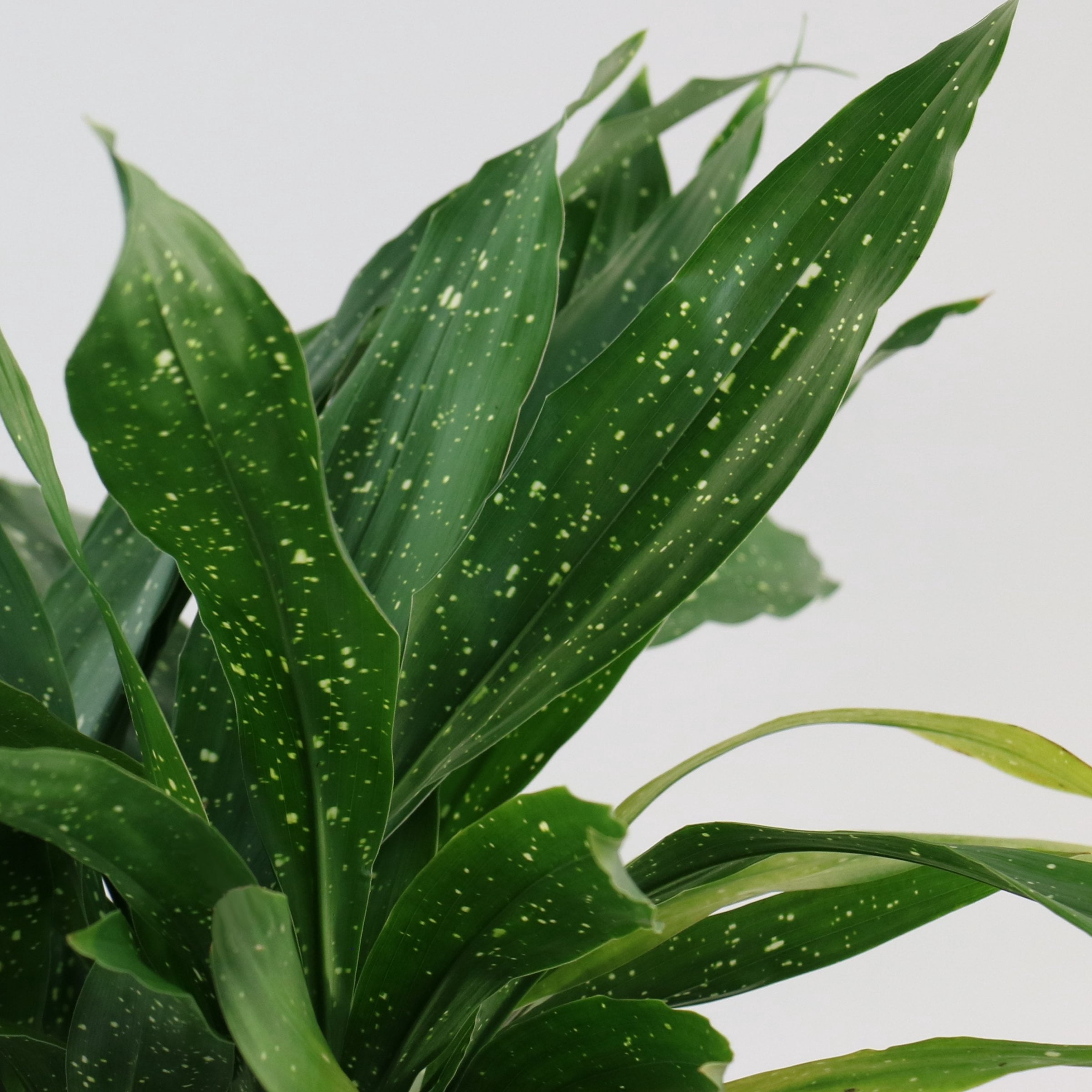 National Plant Network 3 gal. Aspidistra Milky Way Live Plant