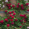 thumbnail image 2 of Heirloom Roses Red Rose Plant - Tess of the d'Urbervilles® David Austin Rose Bush, 2 of 2