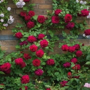 Heirloom Roses Red Rose Plant - Tess of the dUrbervilles® David Austin Rose Bush