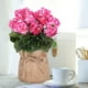 thumbnail image 3 of Geranios artificiales 2PCS Flores de seda para cestas colgantes al aire libre - Rosa, blanco, rosa intenso - Plantas artificiales de 13,7 pulgadas para decoración de porche y jardín, 3 of 6