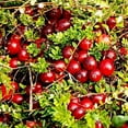 thumbnail image 6 of Organic Dried Cranberries, 0.5 Pounds — Non-GMO, Kosher, Raw, Vegan — by Food to Live, 6 of 6