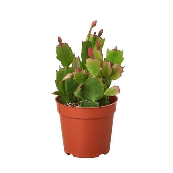 Zygocactus 'Christmas Cactus' in 4" Pot | Live Plant for Indoor | 7 - 12 inch Tall