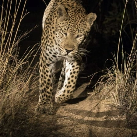 South Africa, Leopard walking trail at night by Jim Zuckerman - Item # VARPDXAF42BJY0083