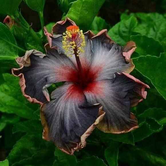 shiyou-20Pcs Rare Black Pink Purple Hibiscus Seeds – 'Black Rainbow' Giant Tropical Flower Tree Seeds