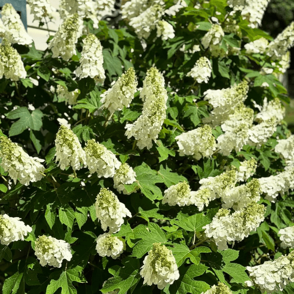 Oak Leaf Hydrangea Tree Live Plant, Dormant Tree, Garden Ready Plant, 4 Inch Pot for USDA Zones 5 - 9