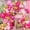 Pink Gold, variant on 105Pcs Blue White Silver Balloon Garland Arch Kit, Navy Metallic Balloons with Explosion Star Foil Balloons for Birthday Graduation Wedding Fathers Day Retirement Party Decorations, Starry Sky Theme